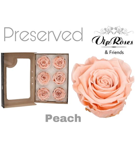 Rosa preservada peach 6 unid - ROSPREPEA6