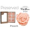 Rosa preservada peach 6 unid - ROSPREPEA6