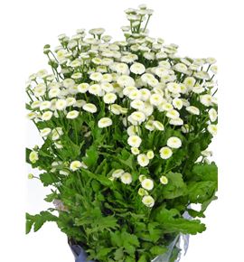 Tanacetum baya 70 - TANBAY