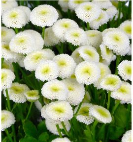 Tanacetum baya 70 - TANBAY