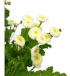 Tanacetum baya 70 - TANBAY2