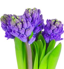 Jacinto minos 30 - HYAMIN