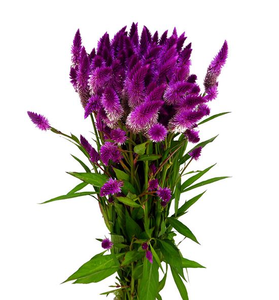 Celosia plumosa celway purple 80 - CELPLUCELPUR