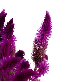 Celosia plumosa celway purple 80 - CELPLUCELPUR