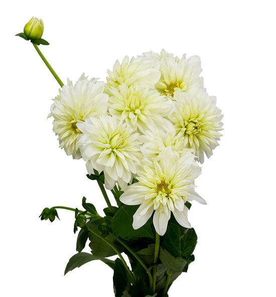 Dahlia dec white cap 40 - DAHDECWHICAP