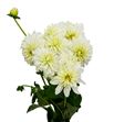 Dahlia dec white cap 40 - DAHDECWHICAP