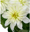 Dahlia dec white cap 40 - DAHDECWHICAP1