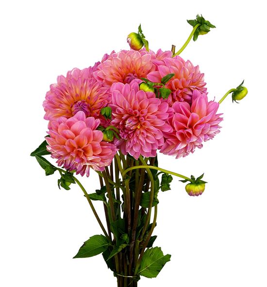 Dahlia doris duke 40 - DAHDORDUK