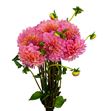 Dahlia doris duke 40 - DAHDORDUK
