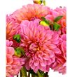 Dahlia doris duke 40 - DAHDORDUK1