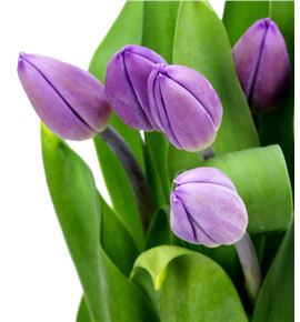 Tulipan purple flag 38 - TULPURFLA