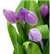 Tulipan purple flag 38 - TULPURFLA1