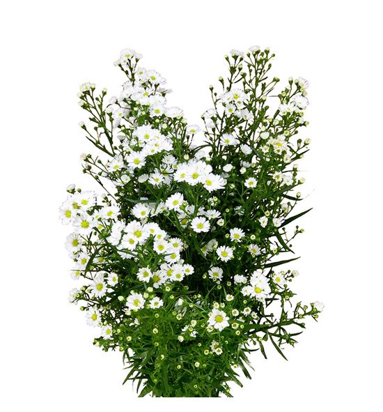 Aster monte casino 80 - ASTMONCAS