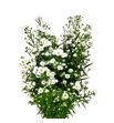 Aster monte casino 80 - ASTMONCAS