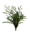 Eucaliptu parvifolia - EUCPAR