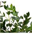Eucaliptu parvifolia - EUCPAR1