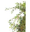 Eucaliptu parvifolia - EUCPAR2