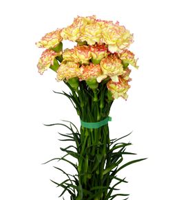 Clavel amarillo/rosa - CLAAMAROS