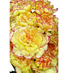 Clavel amarillo/rosa - CLAAMAROS