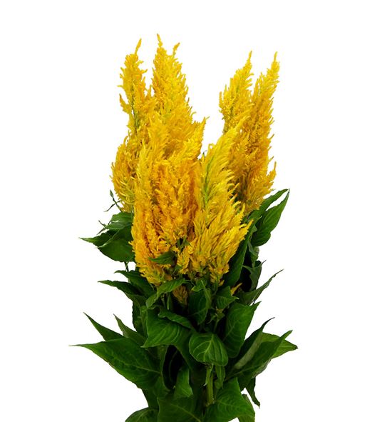 Celosia plumosa century amarilla 50 - CELPLUCENAMA
