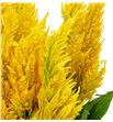Celosia plumosa century amarilla 50 - CELPLUCENAMA1