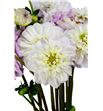 Dahlia ball genova 40 - DAHBALGEN2