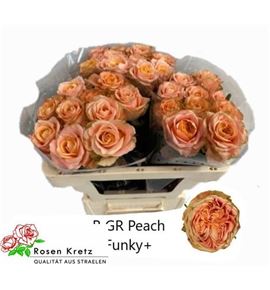 Rosa hol peach funky 50 - RGRPEAFUN