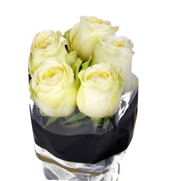 Rosa hol buttercup 60 - RGRBUT