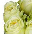 Rosa hol buttercup 60 - RGRBUT1