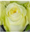 Rosa hol buttercup 60 - RGRBUT2