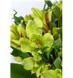 Alstroemeria ecu verde - ALSEVER2