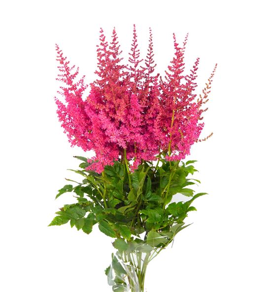 Astilbe else schluck 60 - ASTELSSCH