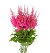 Astilbe else schluck 60 - ASTELSSCH