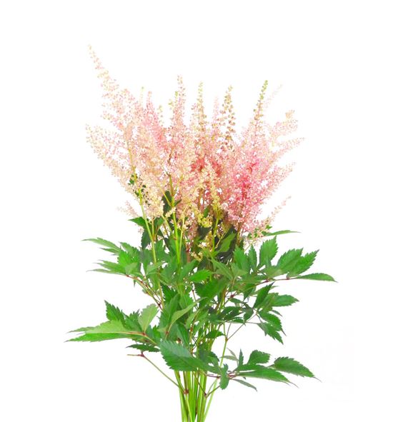 Astilbe erika 60 - ASTERI