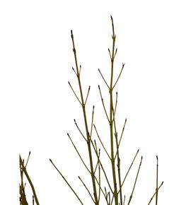 Cornus flaviramea 120cm - CORFLA