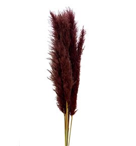 Pampas moreno 140 - PAMMOR