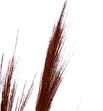Broom graas seco orange - BROGRASECORA1