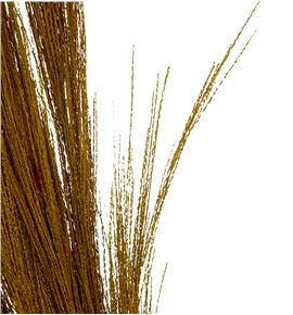 Broom graas seco yellow - BROGRASECYEL