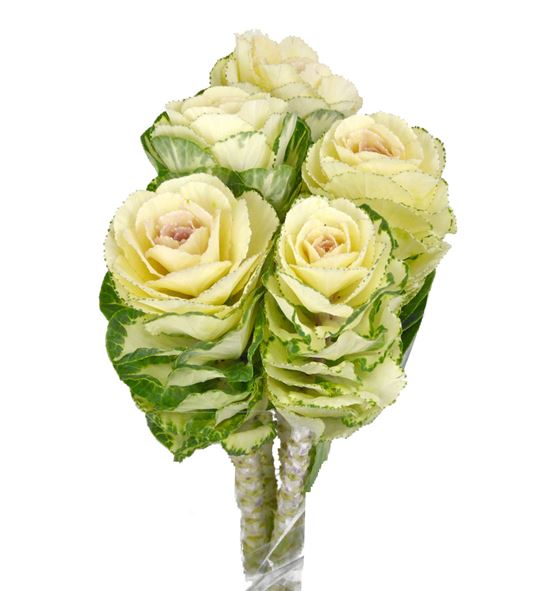 Brassica white crane 60 x 5 - BRAWHICRA