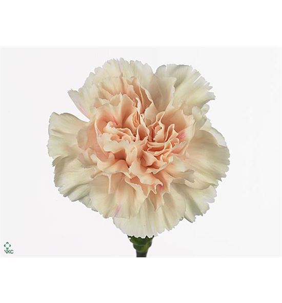 Clavel hol apple tea 60 - CLAAPPTEA