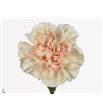 Clavel hol apple tea 60 - CLAAPPTEA