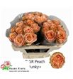 Rosa hol peach funky 60 - RGRPEAFUN