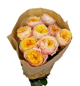 Rosa hol peters park 50 - RGRPETPAR