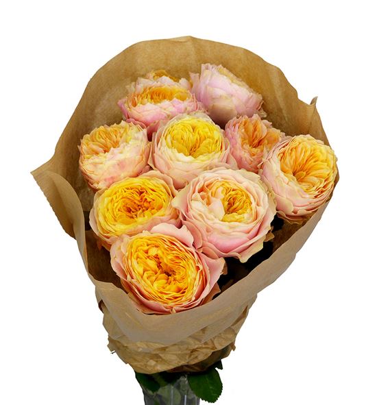 Rosa hol peters park 50 - RGRPETPAR