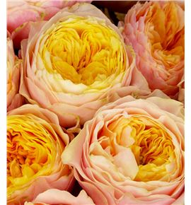 Rosa hol peters park 50 - RGRPETPAR