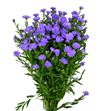 Aster astee milka 70 - ASTASTMIL