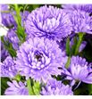 Aster astee milka 70 - ASTASTMIL2