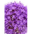Allium giganteum 95 - ALLGIG2