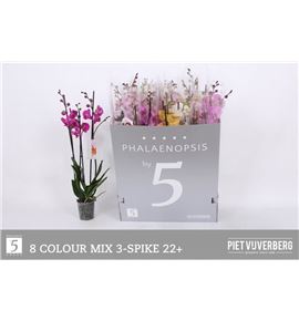 Pl. phalaenopsis mixta 8kl 3t 70cm x12 - PHAMIX81212703