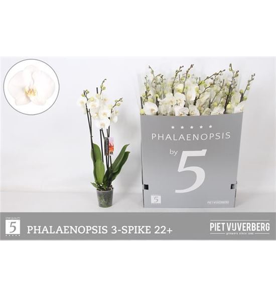 Pl. phalaenopsis white 3t 70cm x12 - PHAWHI1212703